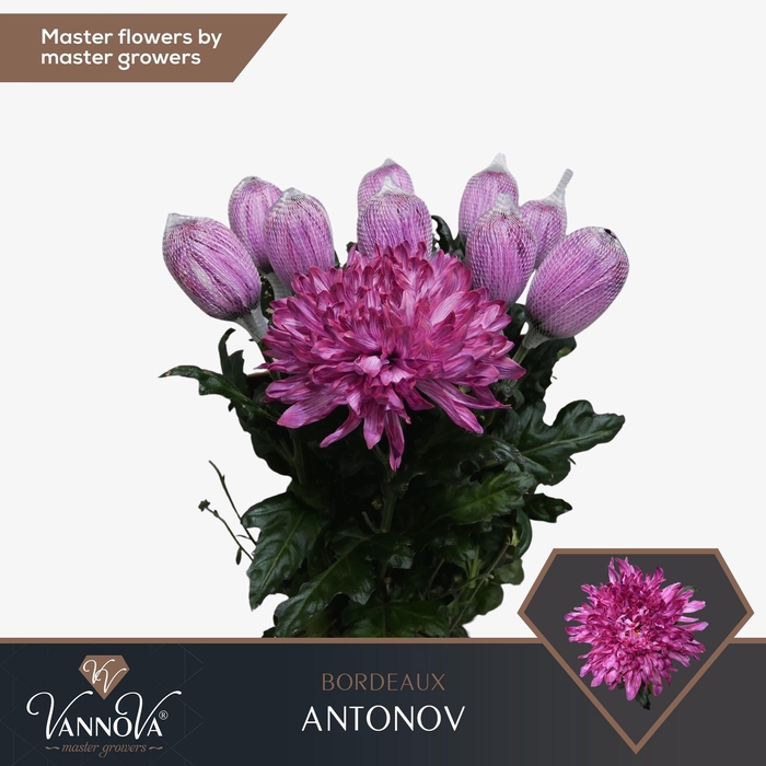 <h4>Chr G Antonov Bordeaux</h4>