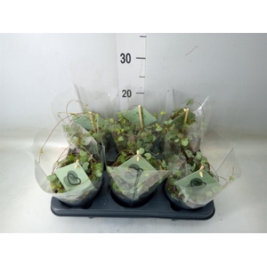 Ceropegia woodii ssp. woodii