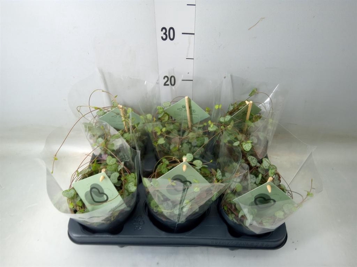 <h4>Ceropegia woodii ssp. woodii</h4>