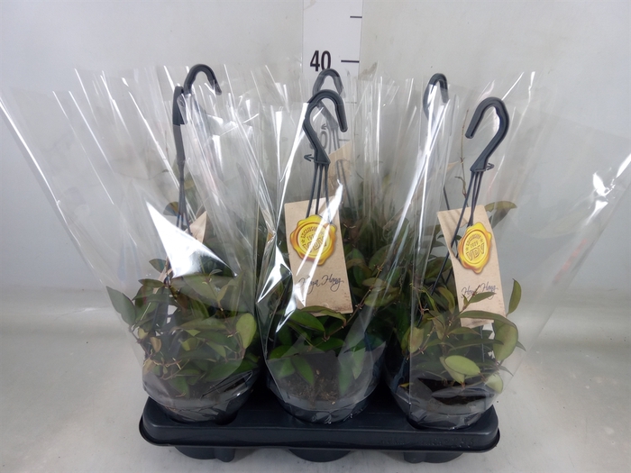 <h4>Hoya  'Rosita'</h4>