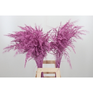 Calamagrostis Kl Bh Roze
