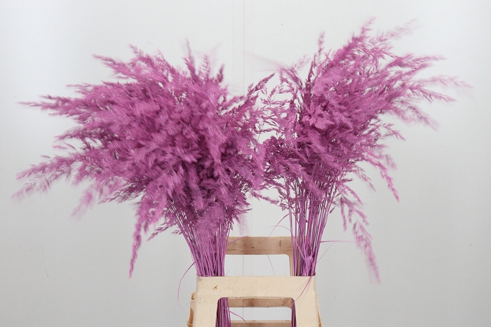 <h4>Calamagrostis Kl Bh Roze</h4>