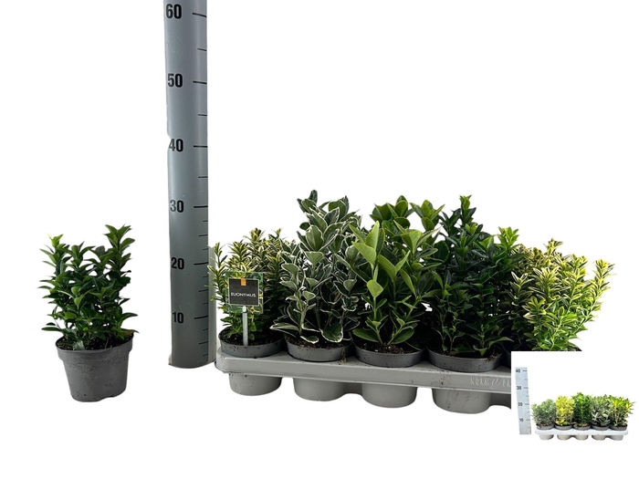 <h4>EUONYMUS JAP GEM</h4>