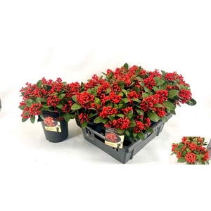 SKIM J OBSESSION P19 15+