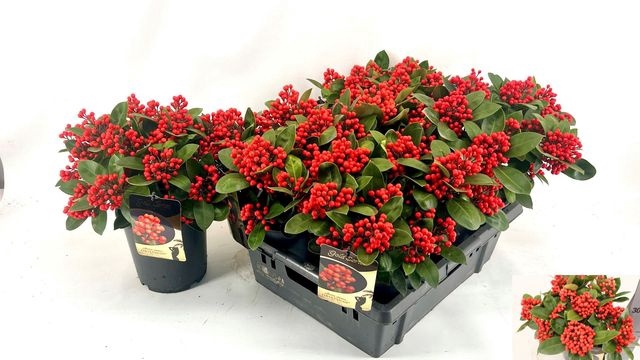 <h4>SKIM J OBSESSION P19 15+</h4>