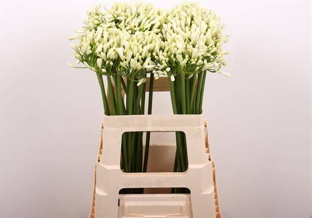 <h4>Agapanthus Gletsjer Kenia Marginpar</h4>