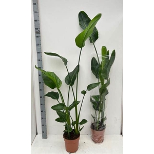 Strelitzia nicolai