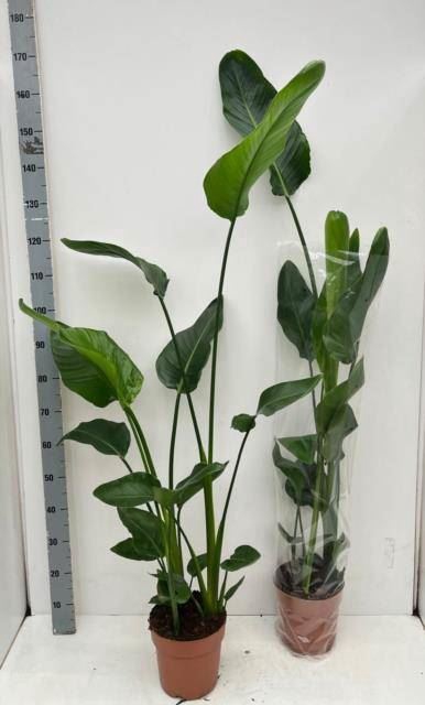 <h4>Strelitzia nicolai</h4>