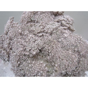 Ammi Vis Green Mist Champagne