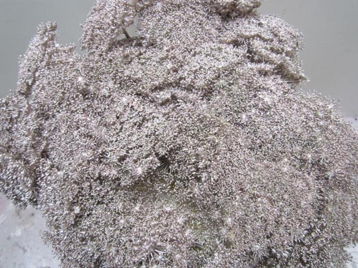 <h4>Ammi Vis Green Mist Champagne</h4>