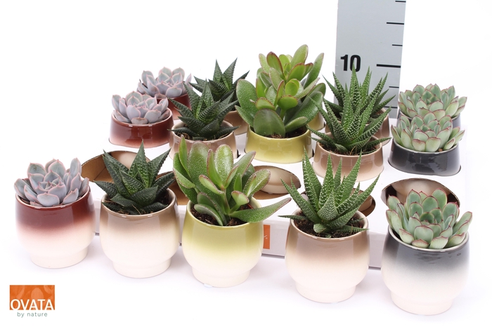 <h4>SUCC GEM 5 SRT</h4>