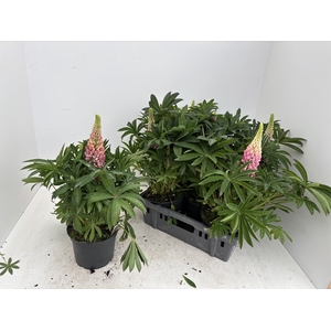 LUPI GALLERY PINK
