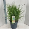 Panicum virgatum