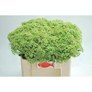 Sedum Spectabile