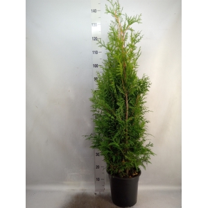 Thuja occid. 'Brabant'