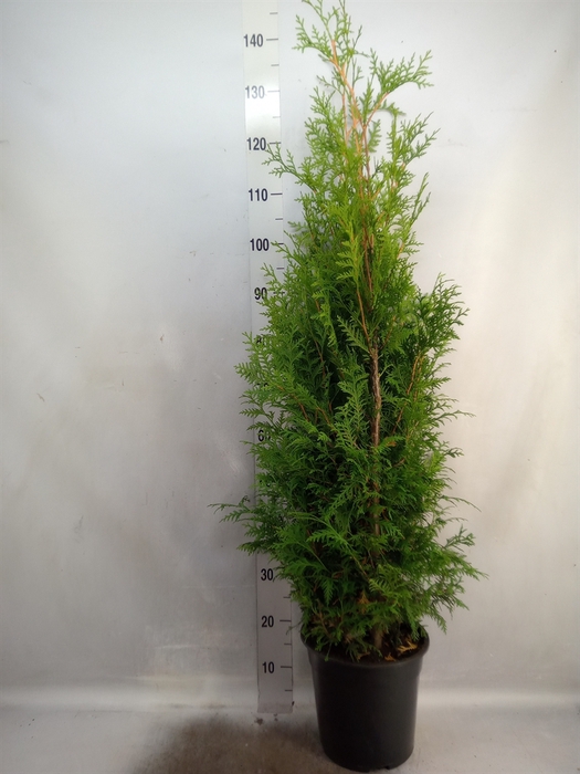 Thuja occid. 'Brabant'