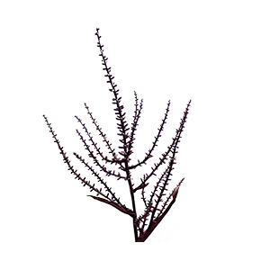 FLOR DE DRACENA FLOR DE DRACENA VINHO