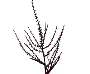 FLOR DE DRACENA FLOR DE DRACENA VINHO