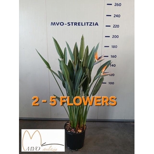 STRELITZIA REGIN BL