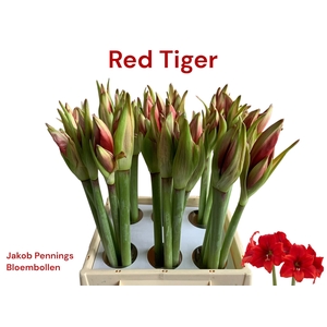 HIPP GA GRA RE TIGER