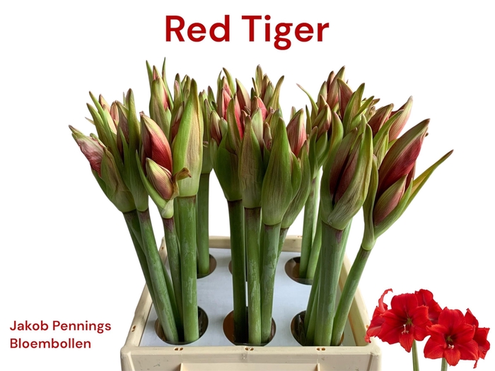 <h4>HIPP GA GRA RE TIGER</h4>