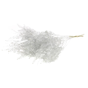 Lepidium Fine Silver