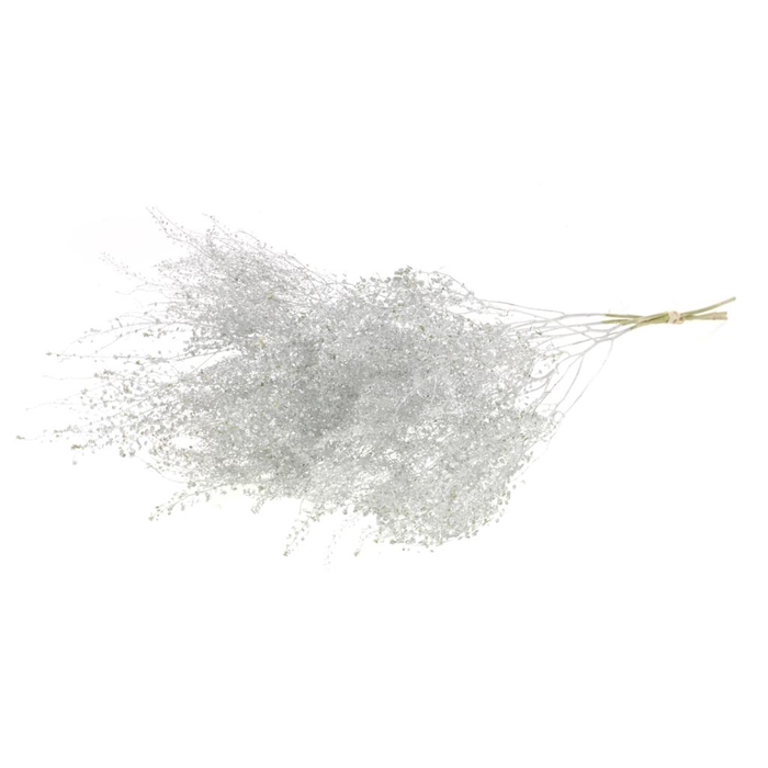 <h4>Lepidium Fine Silver</h4>