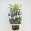 Delphinium Centurion Skyblue