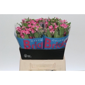 Oxypetalum Bridal Diana