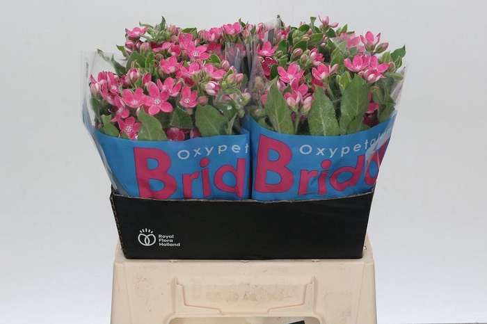 Oxypetalum Bridal Diana