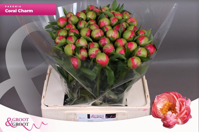 <h4>PAEO  CORAL CHARM</h4>