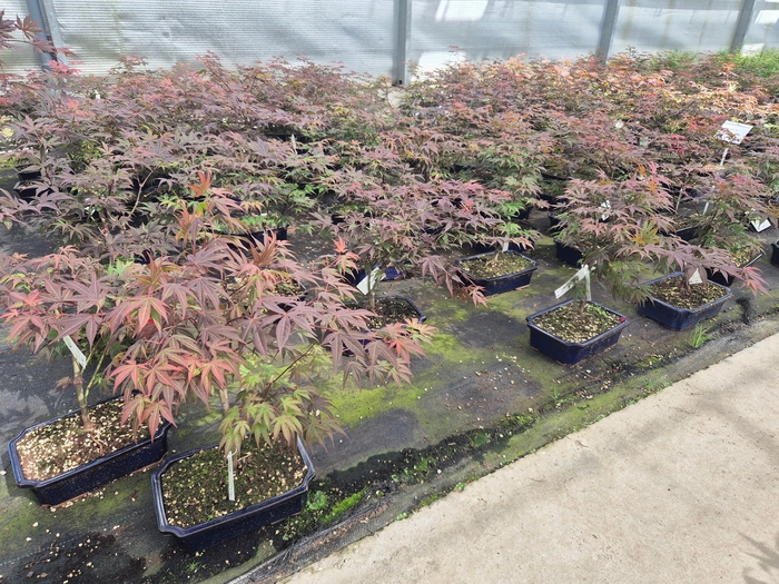 <h4>Acer palmatum "atropurpureum", pot 26cm.</h4>