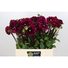 Dahlia Lilac Bull