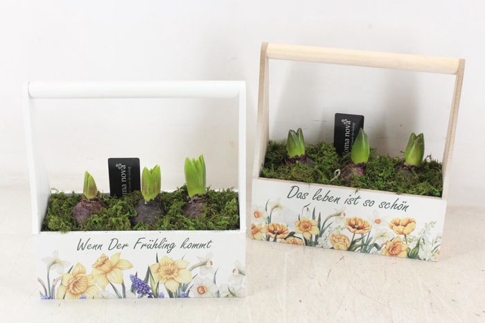 <h4>arr4 Hyacint RN - Hengselkist Fruhlingsfreude</h4>