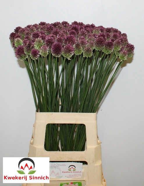ALLIUM SPHAEROCEPHAL