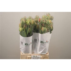 Tu Fr Du Gudoshnik Doub