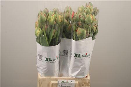 <h4>Tu Fr Du Gudoshnik Doub</h4>