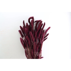 Dried Setaria X5 Bordeaux Bunch