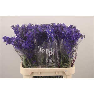 Delph En Atlantis Dark Blue