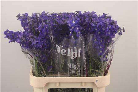 <h4>Delph En Atlantis Dark Blue</h4>