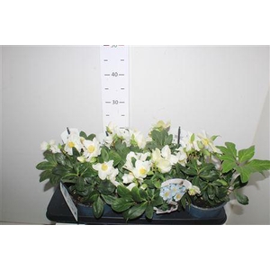 Hell Ni Chr Carol 10+