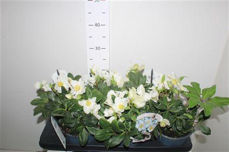 <h4>Hell Ni Chr Carol 10+</h4>