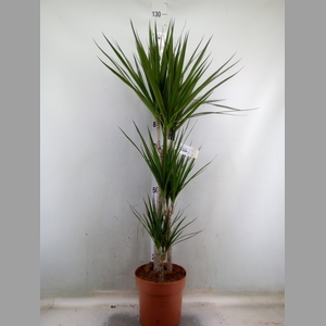 Dracaena marg.