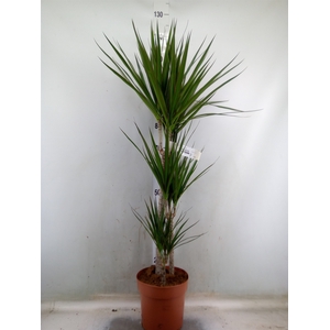 Dracaena marg.