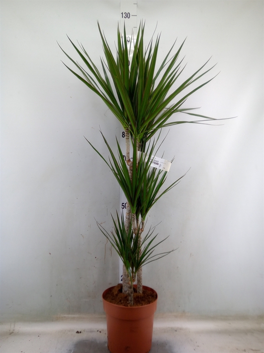 <h4>Dracaena marg.</h4>