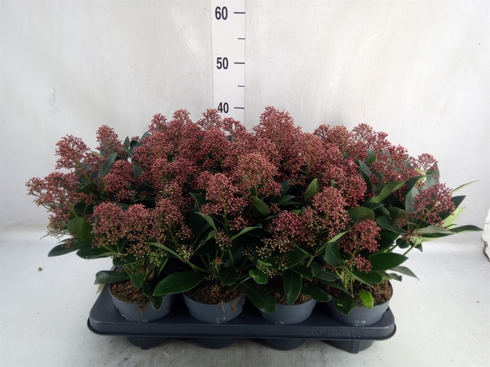 <h4>Skimmia jap. 'Rubella'</h4>