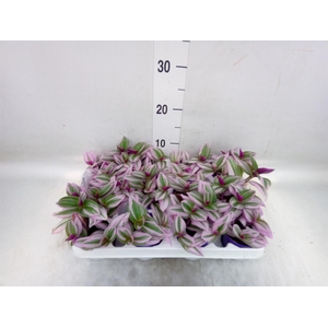 Tradescantia cerinth. 'Nanouk'