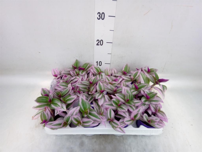 <h4>Tradescantia cerinth. 'Nanouk'</h4>