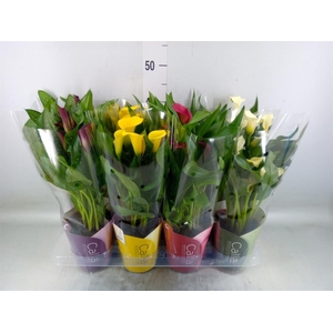 Zantedeschia   ...mix