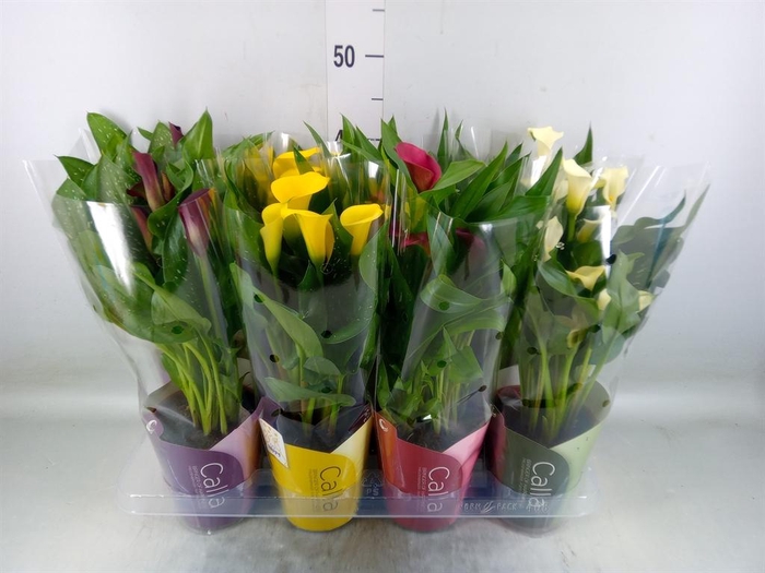 <h4>Zantedeschia   ...mix</h4>